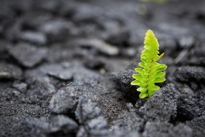 bioenergy detox