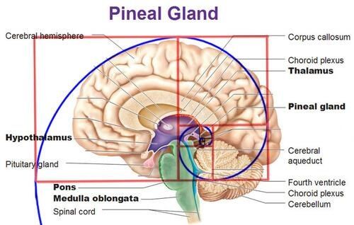 pineal gland activation