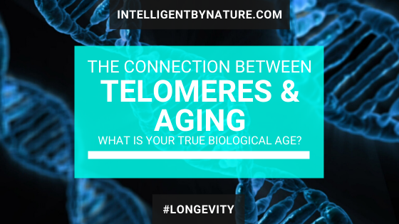 telomeres-and-ageing